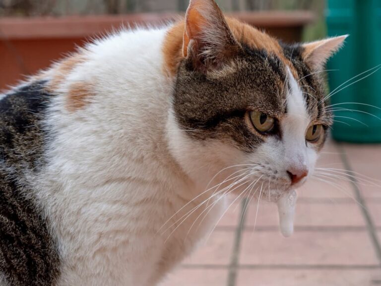 Cat vomiting white foam