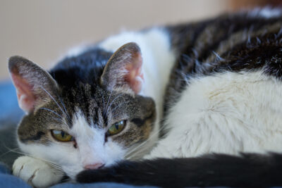 Omega 3 for Cats: Benefits and Supplements