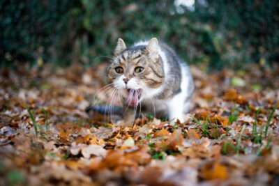 Cat Vomiting Clear Liquid: What to Do