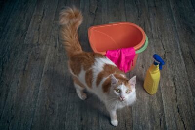Cat Vomiting Worms: Here’s What to Do