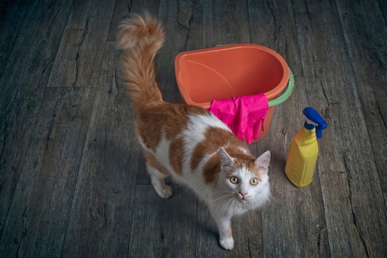 Cat stands next to cleaning supplies