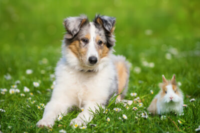 Tularemia in Dogs