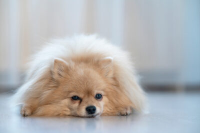 Dog Pain Scale: How to Assess Canine Pain