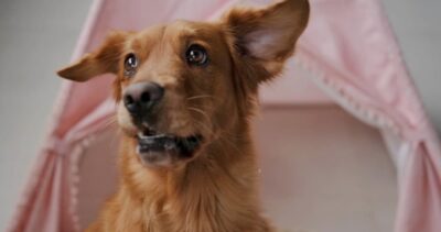 Can Dogs Sense Earthquakes?