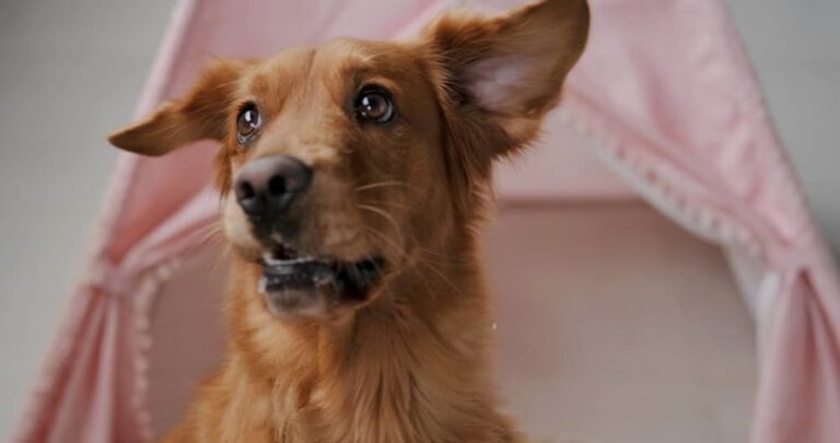 Golden Retriever is surprised