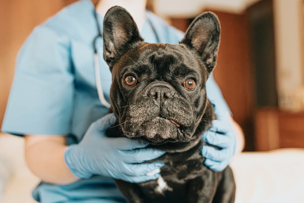 Veterinarian examines French Bulldog