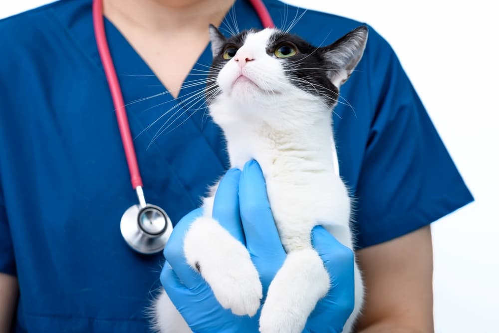 Veterinarian holds black and white cat