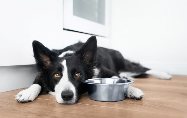 Sad Border Collie next to food bowl
