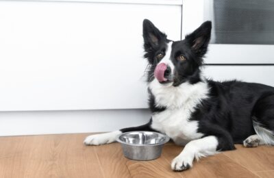 5 Ways to Stop Your Dog From Eating Too Fast 5 Ways to Stop Your Dog From Eating Too Fast