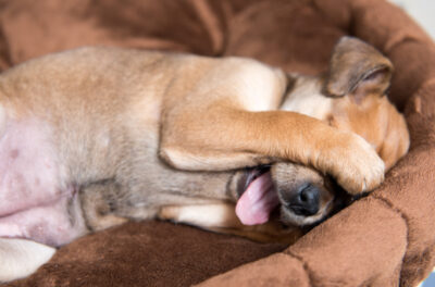 Why Do Dogs Rub Their Face? Why Do Dogs Rub Their Face?