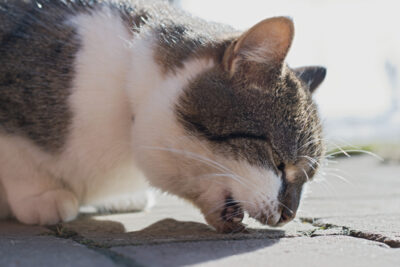 How to Prevent Hairballs in Cats: 9 Solutions