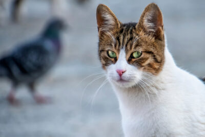 Cryptococcosis in Cats