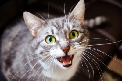 Viral Video of a Cat Barking Like a Dog Raises the Question: Can Cats Really Bark?