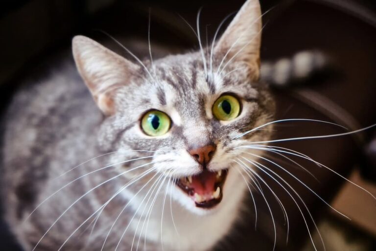 Cat looks up with mouth open
