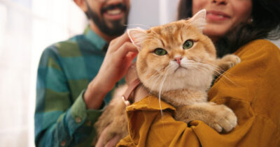 Adopting a Cat? 12 Cat Adoption Mistakes to Avoid