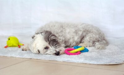 Head Pressing in Dogs
