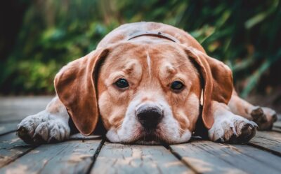 Wildfire Smoke and Pets: Tips to Protect Your Furry Companion Wildfire Smoke and Pets: Tips to Protect Your Furry Companion