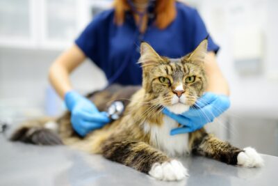 Hip Dysplasia in Cats: Causes and Treatment