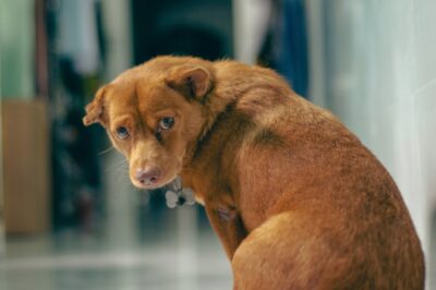 Can Dogs Get Seasonal Depression? Can Dogs Get Seasonal Depression?