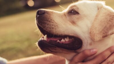 GOLPP in Dogs (Laryngeal Paralysis)