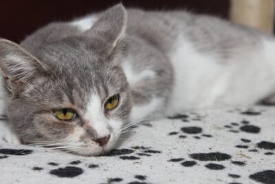 Gastroenteritis in Cats