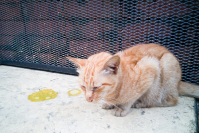 Cat Vomiting Yellow Liquid: Causes and Treatment Cat Vomiting Yellow Liquid: Causes and Treatment