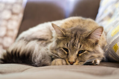 When to Put a Cat Down: 8 Signs a Cat is Dying