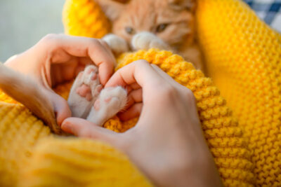 Cat Paws: Anatomy, Care, and Protection Tips Cat Paws: Anatomy, Care, and Protection Tips