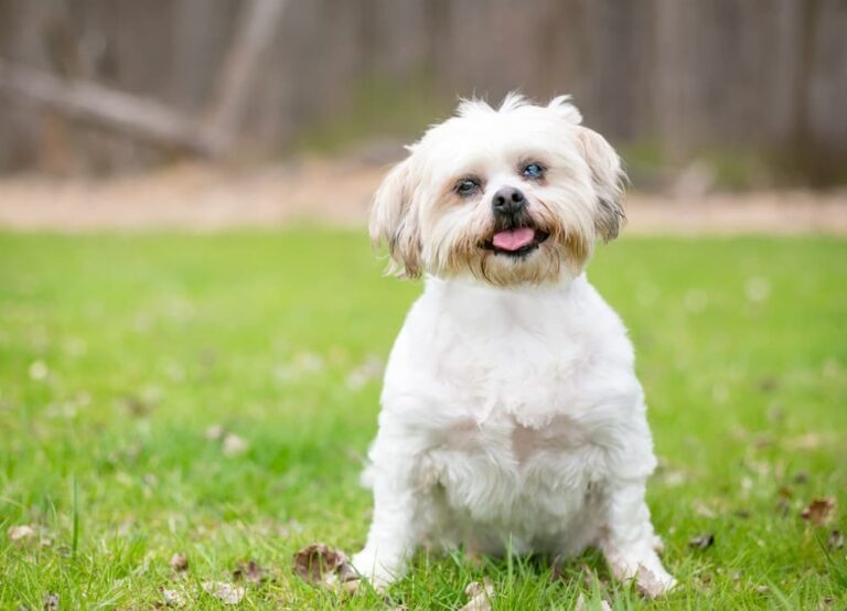 Dog with a cloudy eye sitting on grass