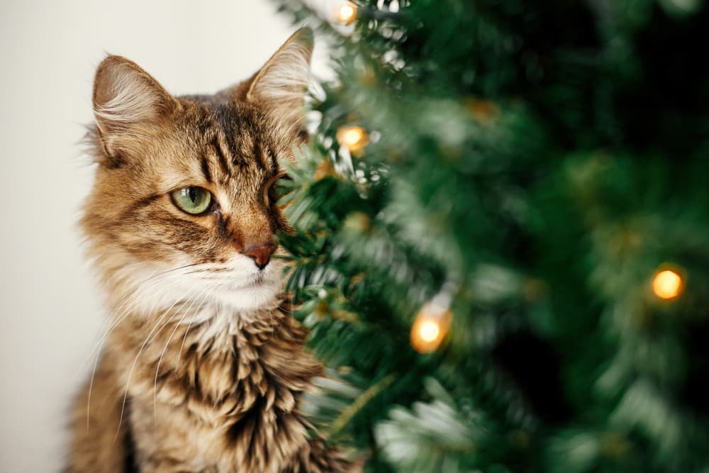 Cat staring at Christmas tree