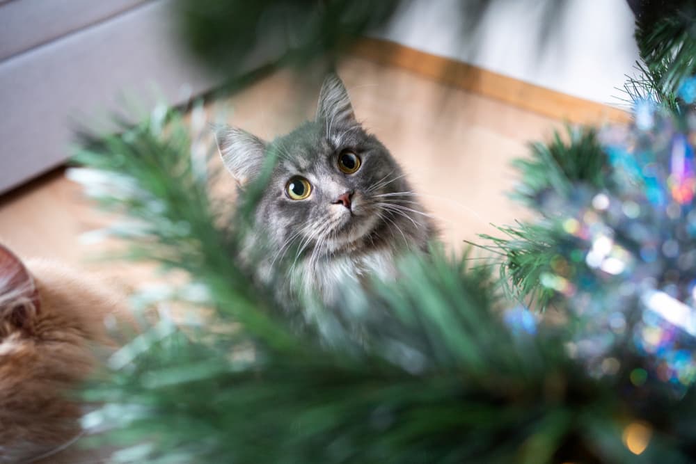 Cat looks up at Christmas tree curiously