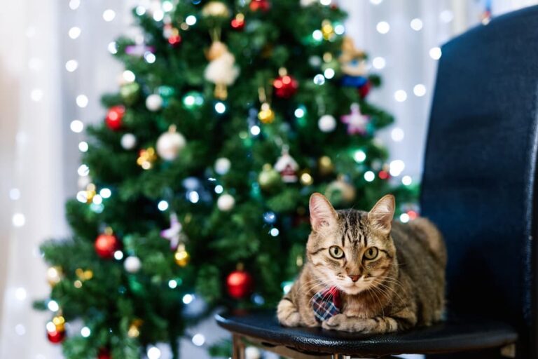 Cat sitting on chair in front of Christmas tree