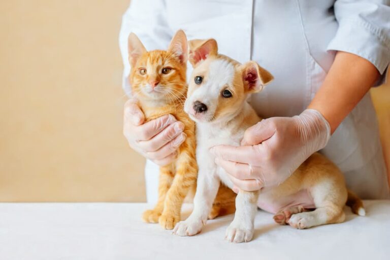 Kitten and puppy at veterinarian