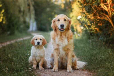 Adopting a Dog: Is a New Puppy or Adult Dog Better for You?