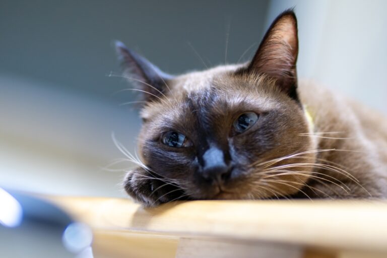 Do Cats Cry? Everything You Need to Know Do Cats Cry? Everything You Need to Know
