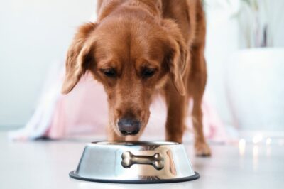Probiotics May Help Dogs Lose Weight, Study Suggests
