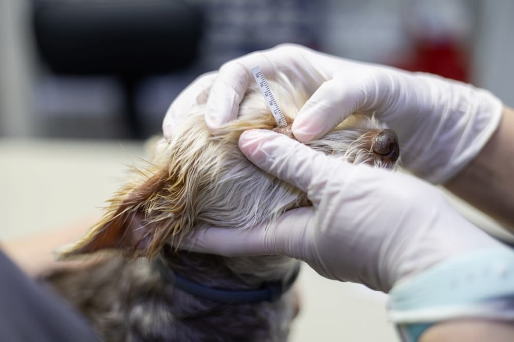 Veterinarian Veterinarian performs Schirmer test to evaluate dog's tear production