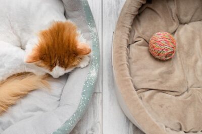 Do Cats Feel Grief? It’s Possible, New Study Reveals