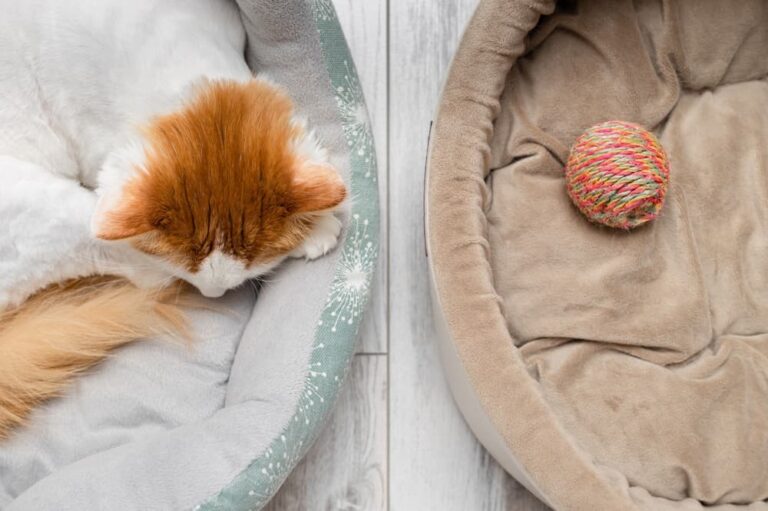 Cat grieves loss of companion animal