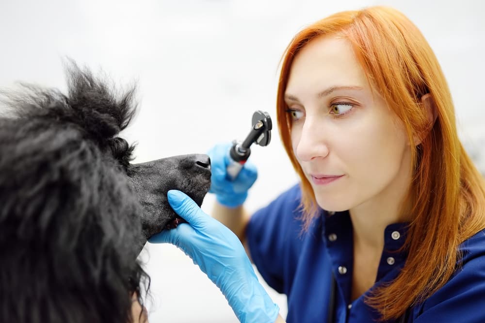 Veterinarian checks a dog's eyes