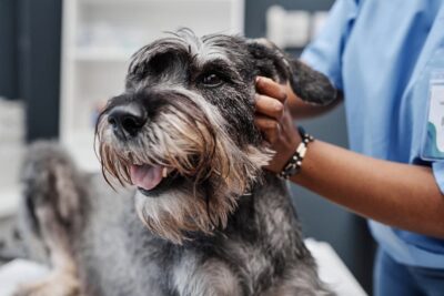 Jaundice in Dogs