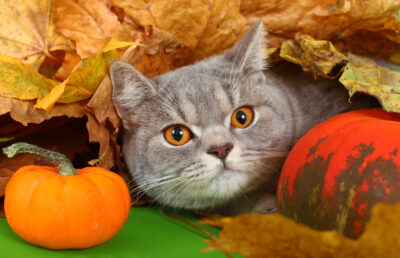 7 Holiday Hazards for Pets (and How to Avoid Them)