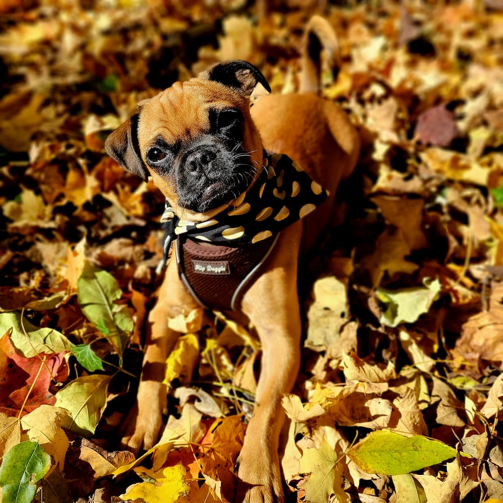 Pug-Chihuahua puppy playing in fall leaves