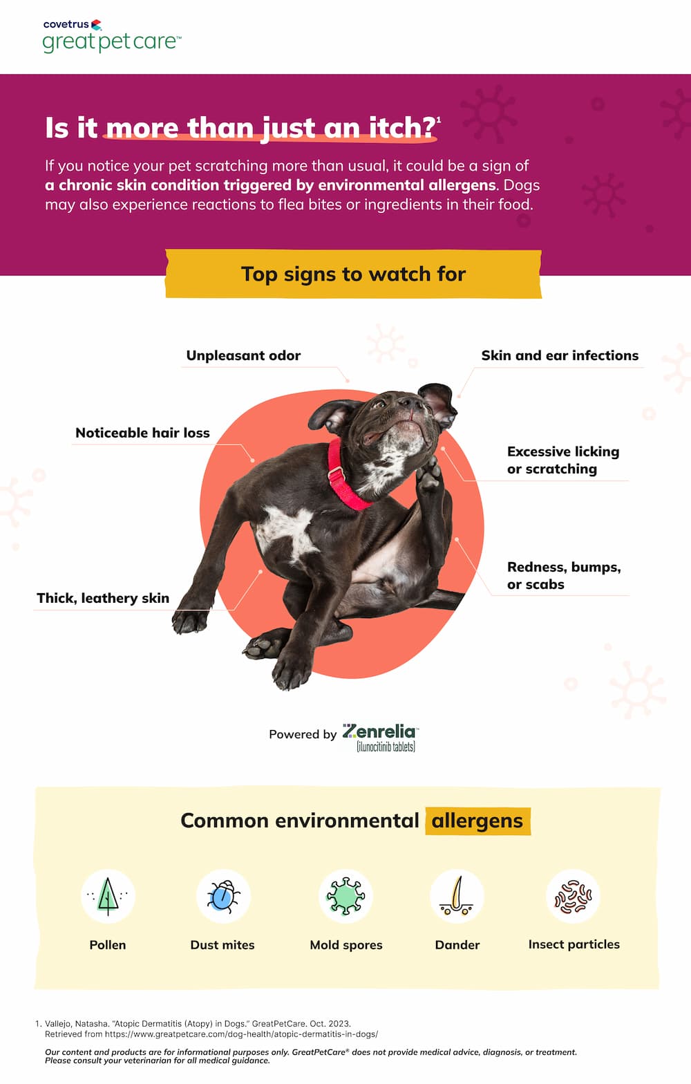 Signs of allergic itch in dogs infographic