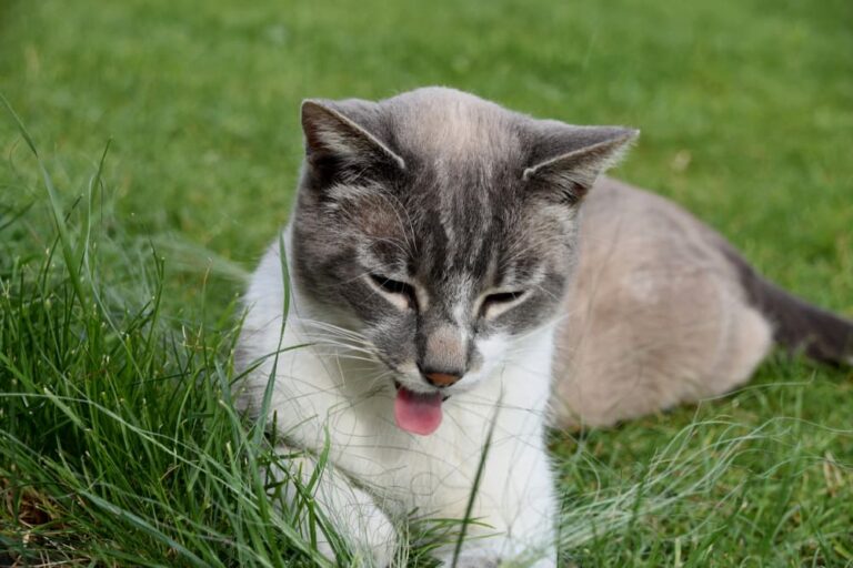 Cat sticking tongue out