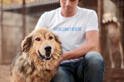 How to Help Pets Affected by Hurricane Helene and Other Natural Disasters
