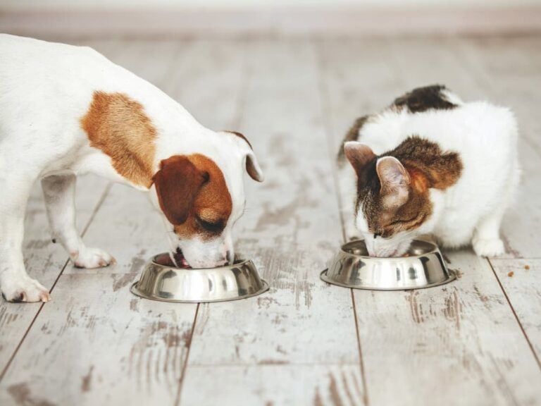 Dog and cat eat from their food bowls