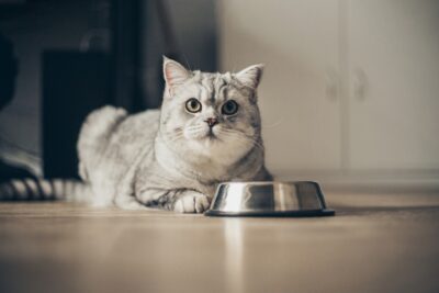 What Is Hydrolyzed Protein Cat Food? Information and Product Picks What Is Hydrolyzed Protein Cat Food? Information and Product Picks