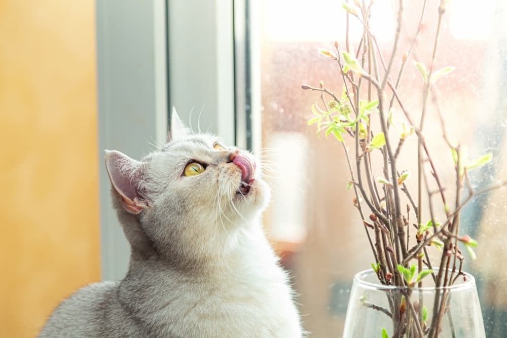 Cat eating branches with leaves