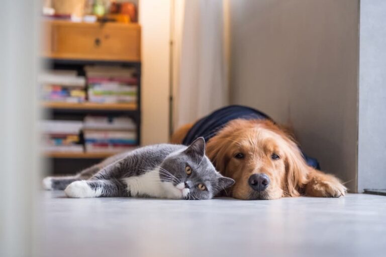 Cat and dog lying on floor together